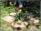 foto Tulipani